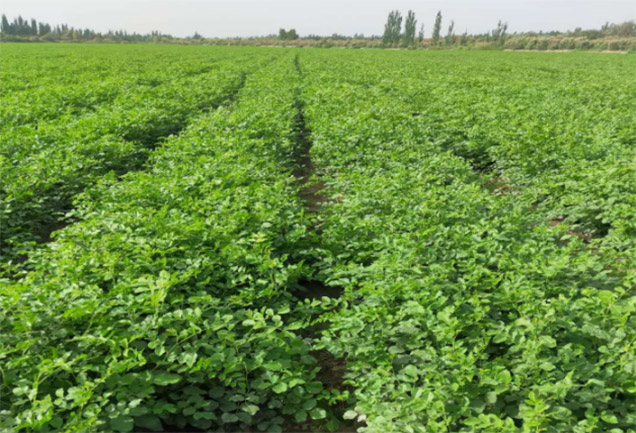 绿色智造结硕果！天山药业喜获  “自治区级绿色工厂”称号